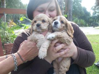 2 pups